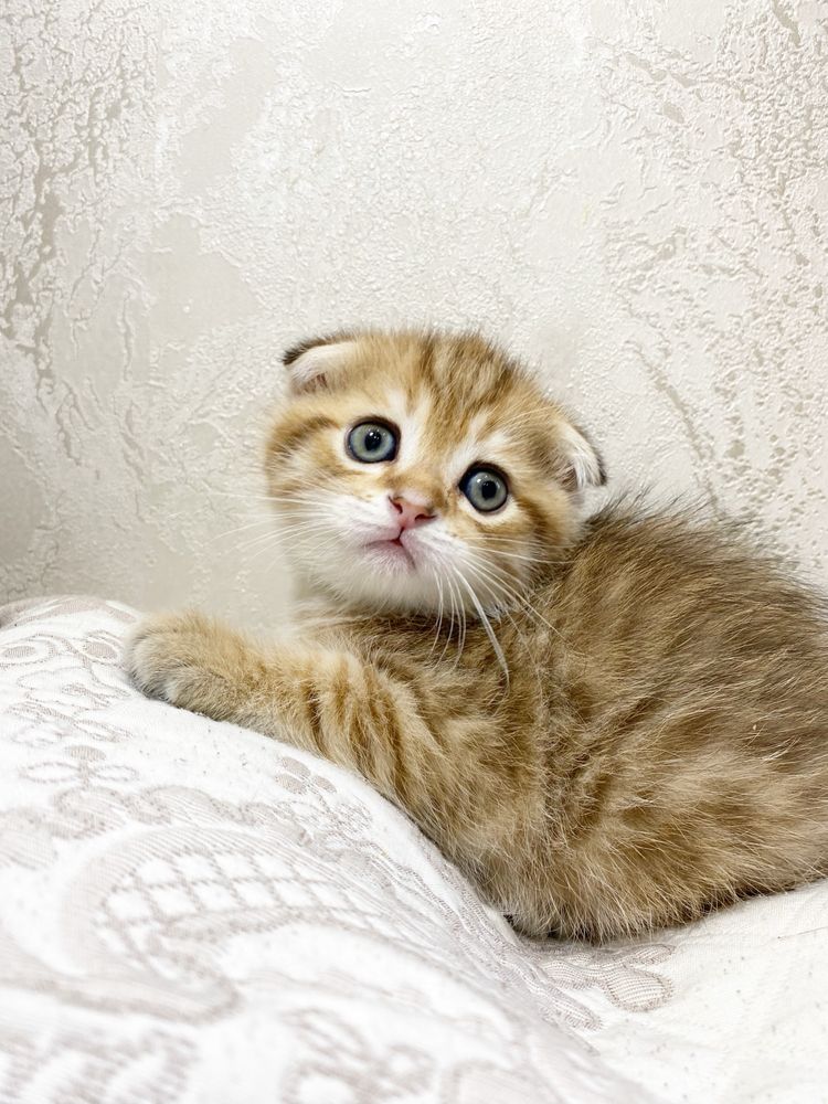 Продаётся очаровательные котёнки породы scottishfold мальчик и девочка