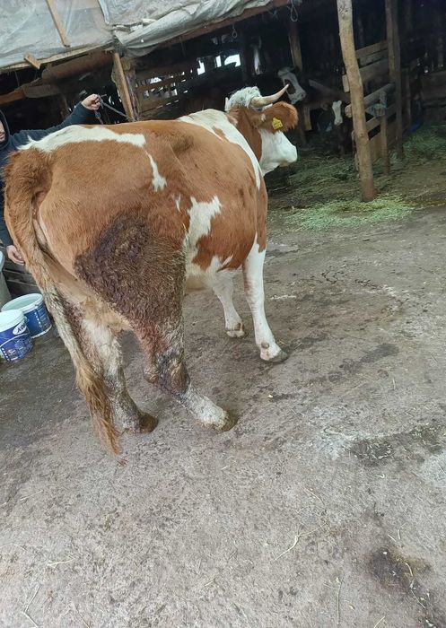 Vând 2 vaci bălțata romaneasca