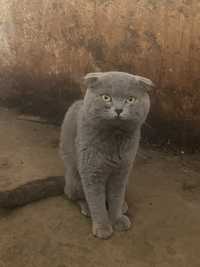 Scottish Fold Mushuk