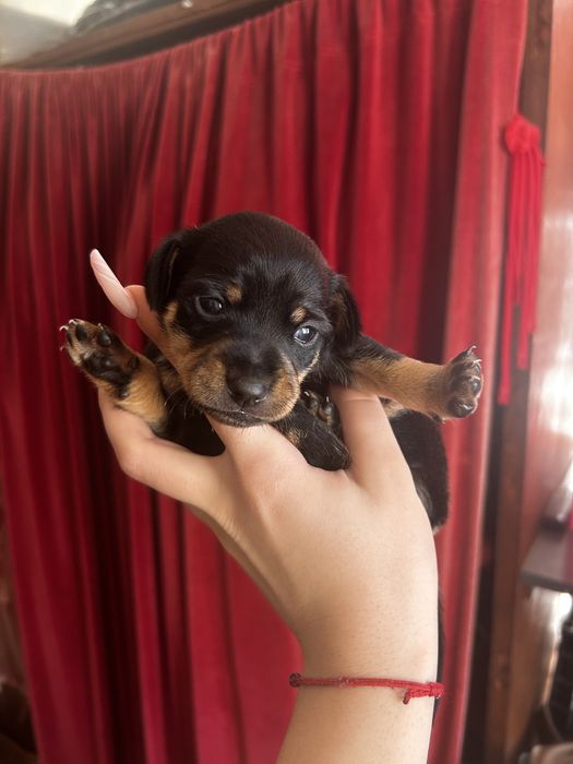 ПОДАРЯВАМ кучета 2 женски 2 мъжки