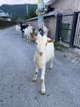 Vand urgent 7 iezi + capra