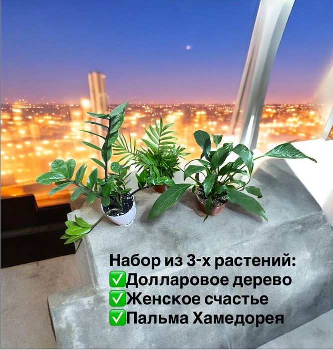 Замиокулькас . Женское счастье . Пальма Хамедорея