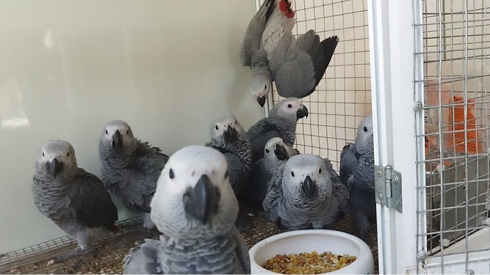 Папагали Кралско Жако - София