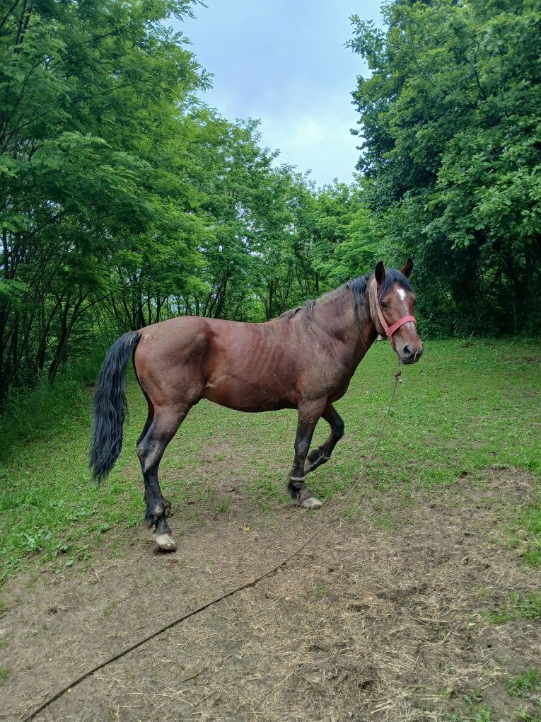 Armasar de vanzare
