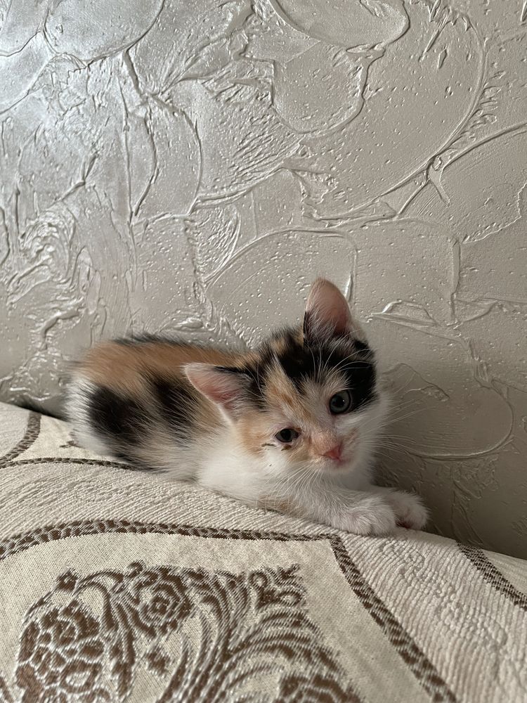 Отдаем котят девочек
