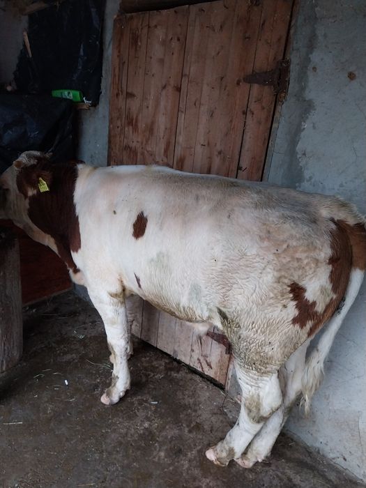 Vând 2 tauri și 2 vitele 6 luni