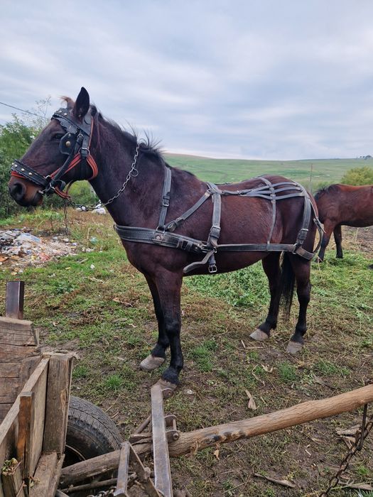 Cal de vânzare cu garanție!!!