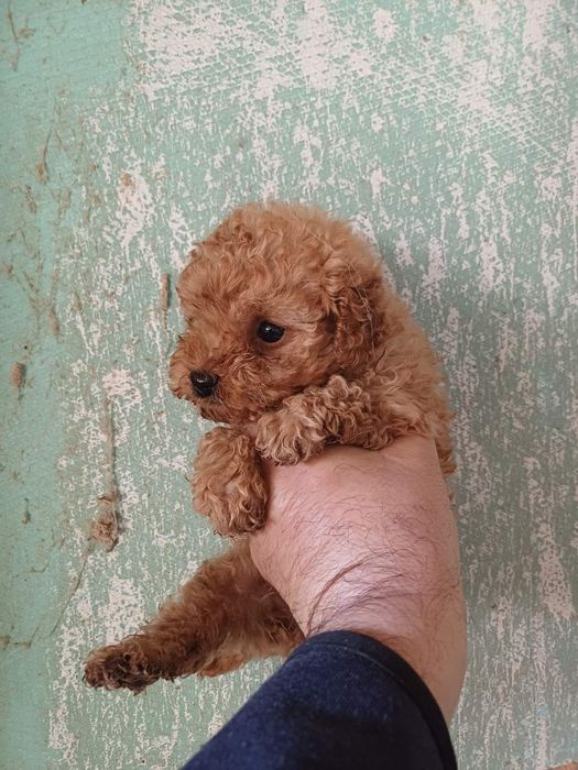 Мъжки той пудел бебе