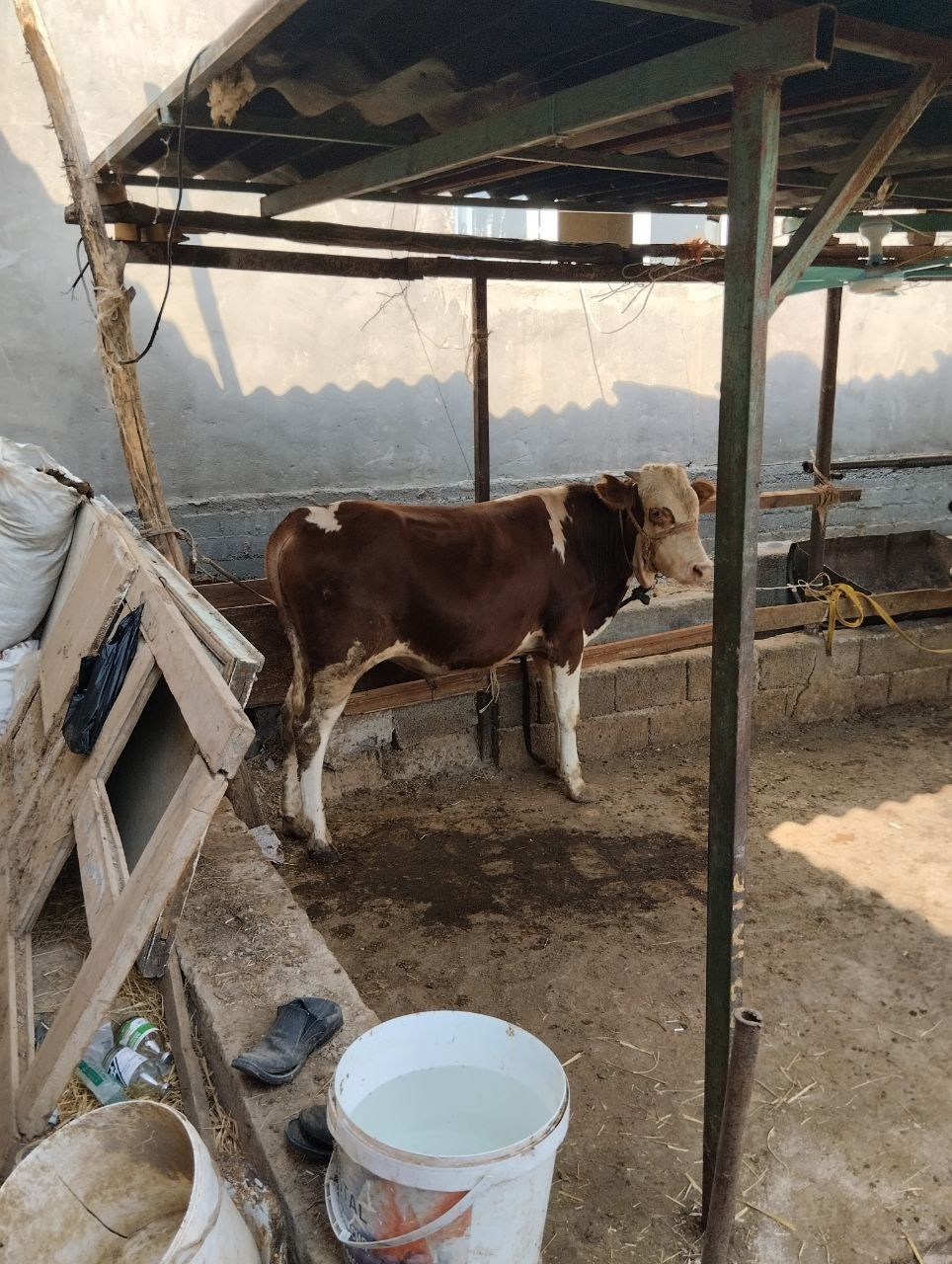 Semintal buqacha sotiladi