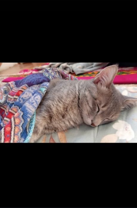Отдам кота в хорошие руки.