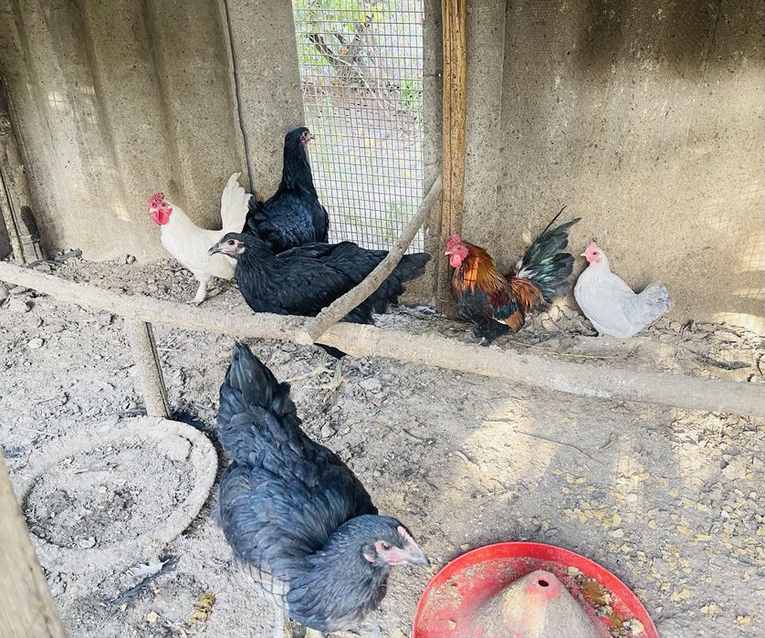 Продаються молодые куры и петухи