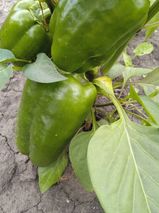 Продам дачу в обществе Ромашка