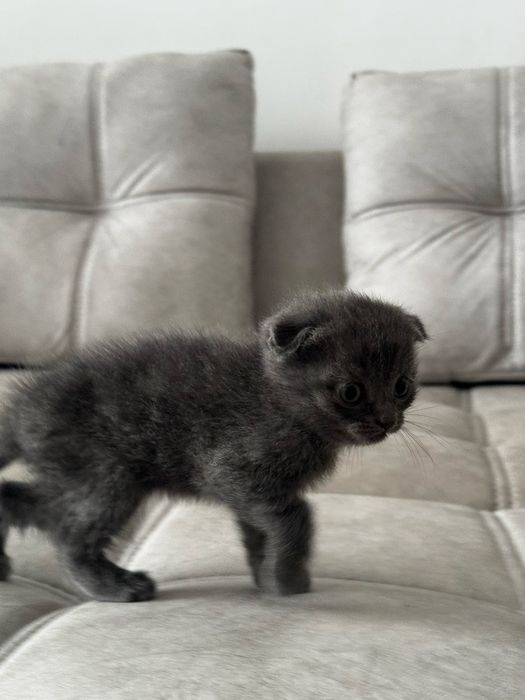 Mushuk sotiladi 35 kunlik