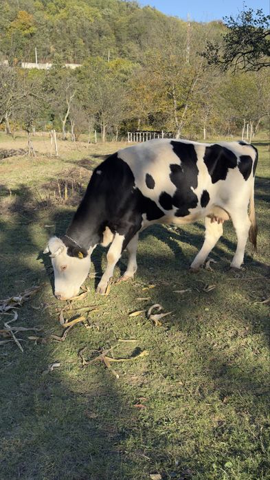 Vaca de lapte Holstein