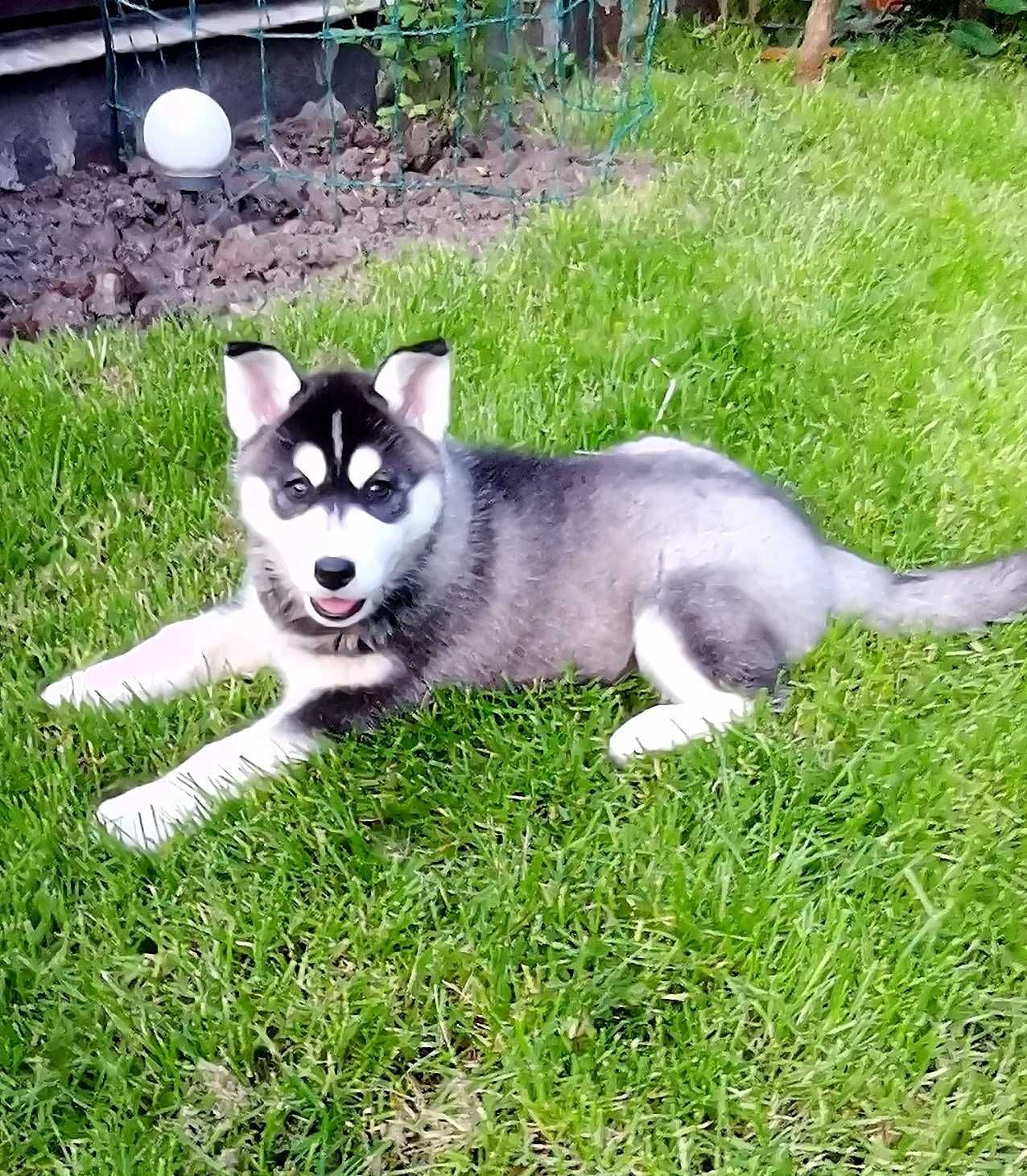 Pui Husky Siberian femela, părinți campioni multipli