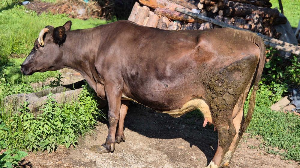 Продажба на говеждо месо