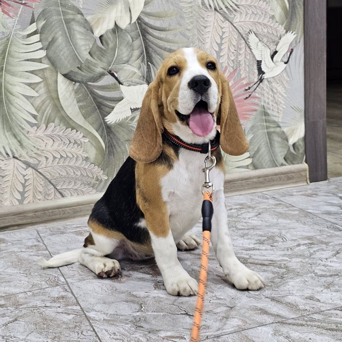 Породистая девочка бигль