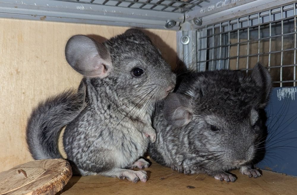 В продаже Шиншиллки. Возраст 2 месяца.