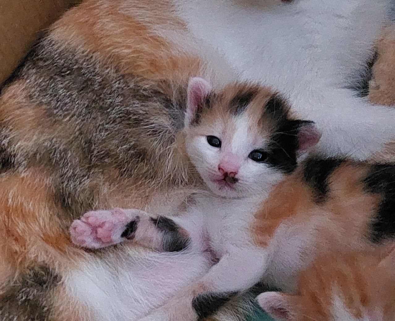 Кошка (девочка) отдам в хорошие руки