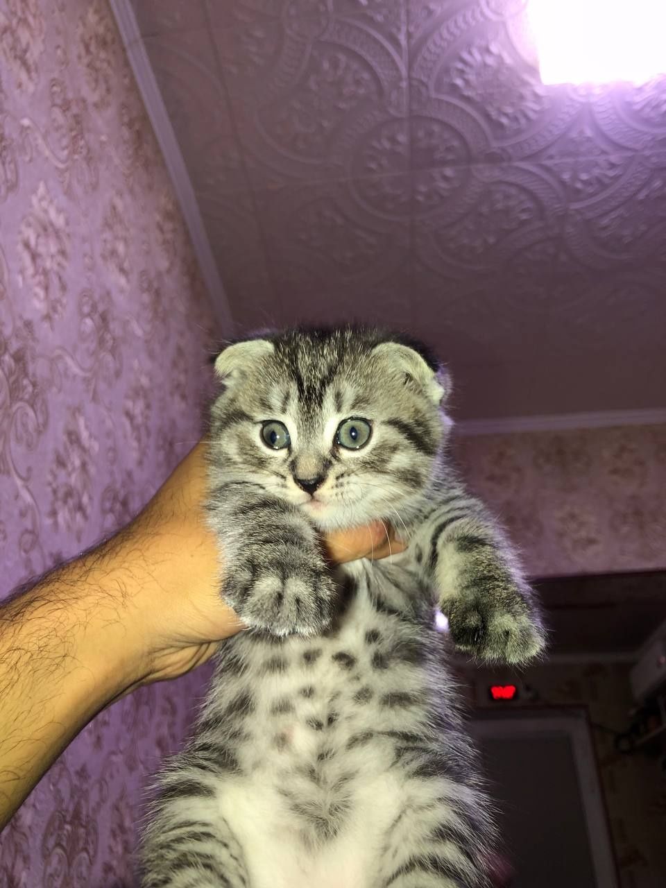 Zotdor mushuklar
