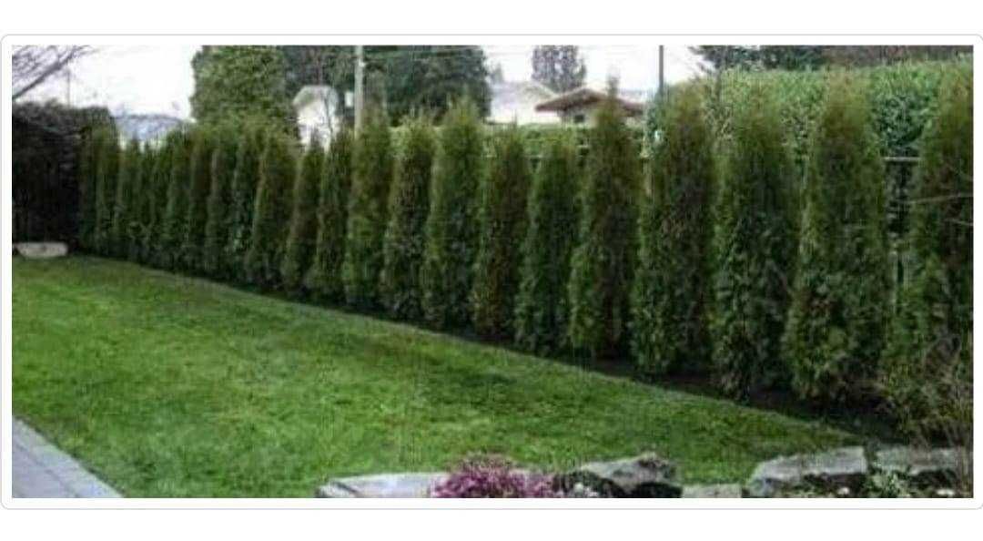 Plante Decorative Tuia
