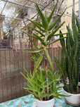 Plante de Aloe vera
