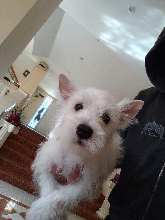 Westie  – pui alb, jucăuș și inteligent