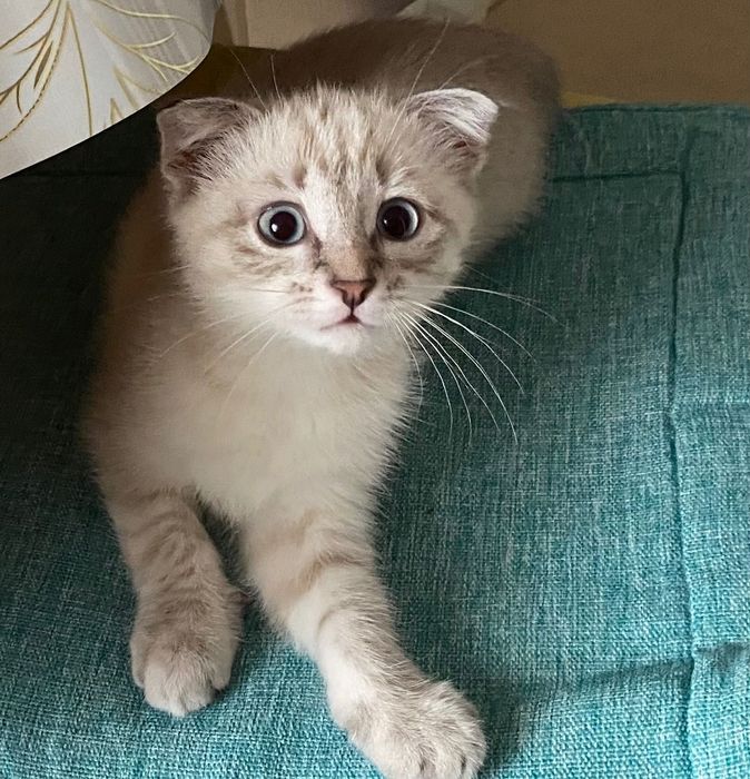 Котенок , к лотку приучен