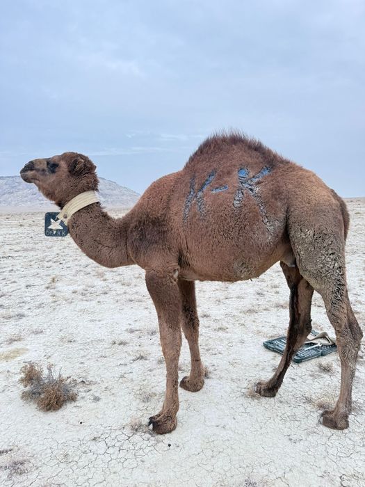 Еркек тайдақ 1.5 жаста