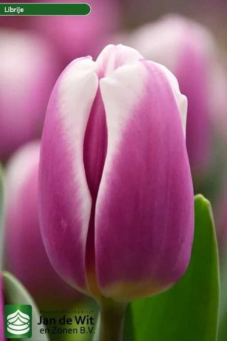 Луковицы тюльпанов (Лола)