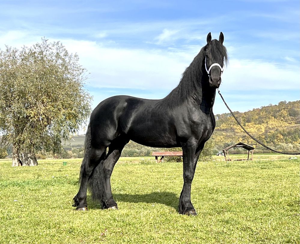 Frizian Armasar Friesian