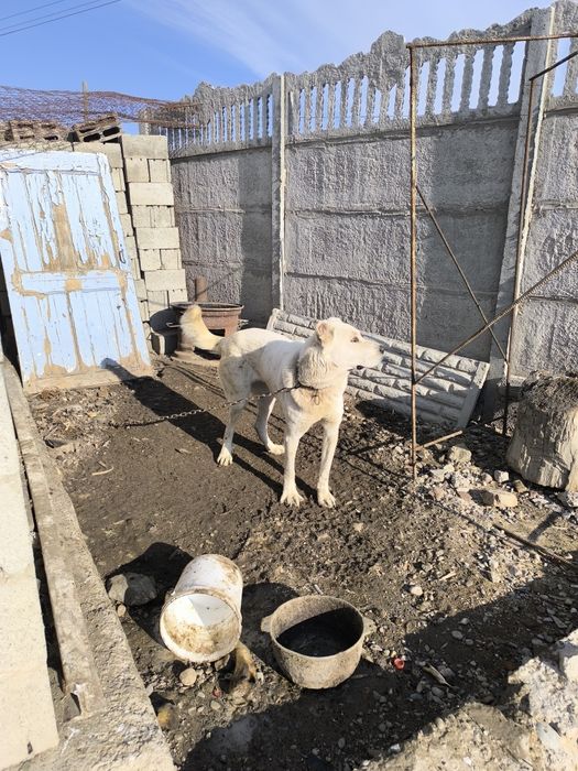 Сучку продам 2 года