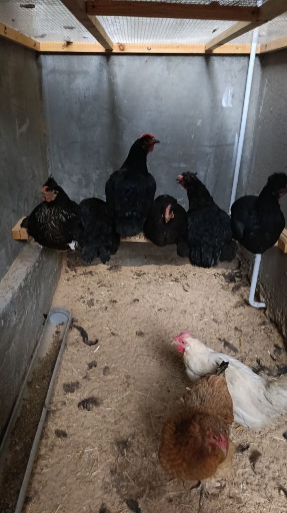 Продаются домашние куры несушки.