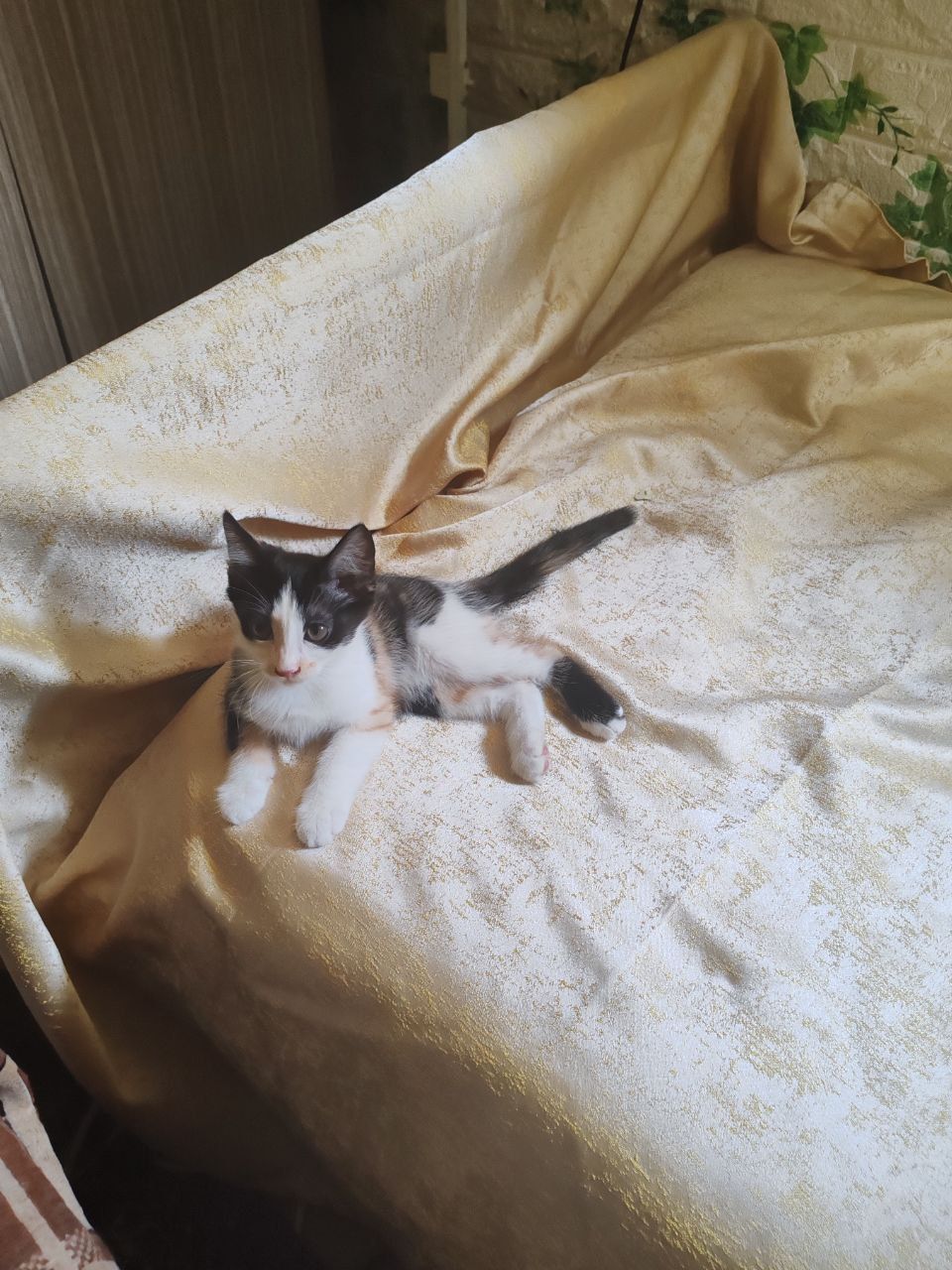 Котята в самые добрые руки