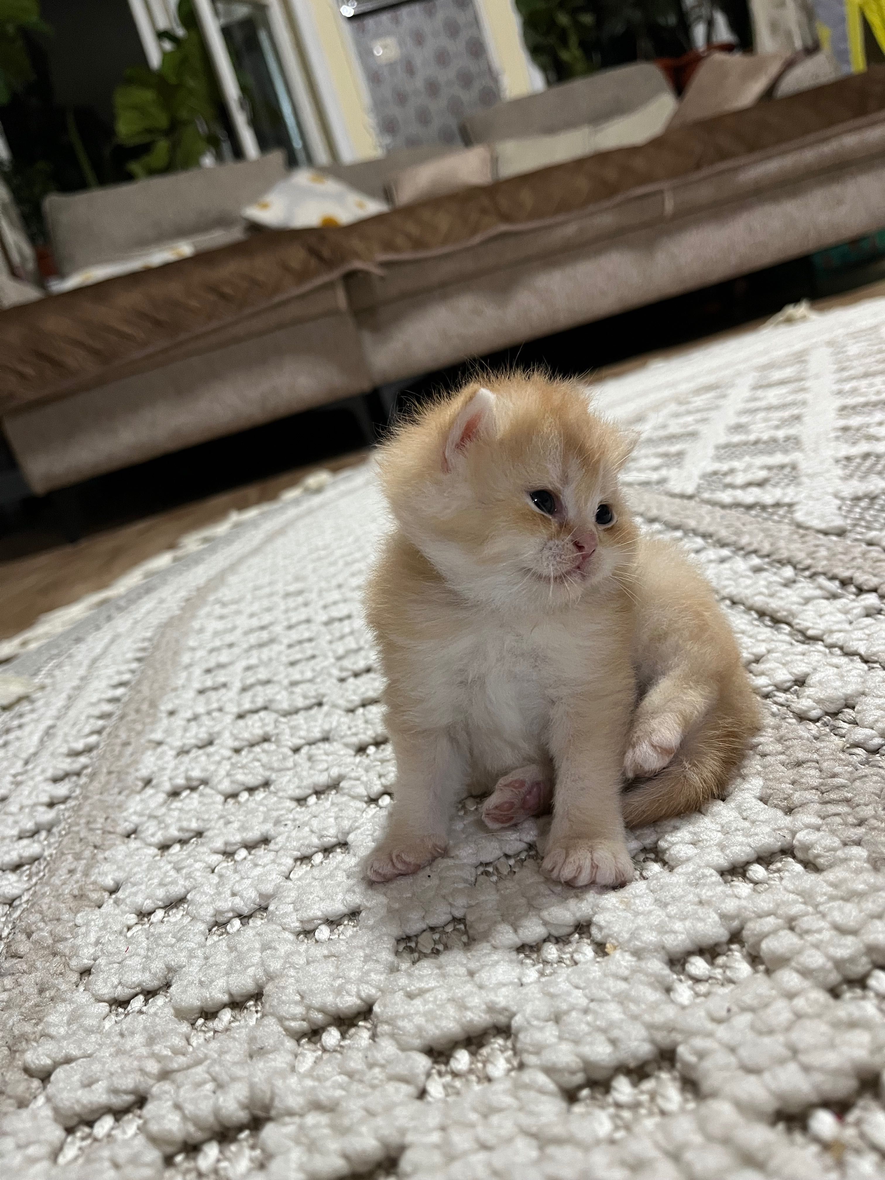 Открыта бронь на котят золотой шиншиллы