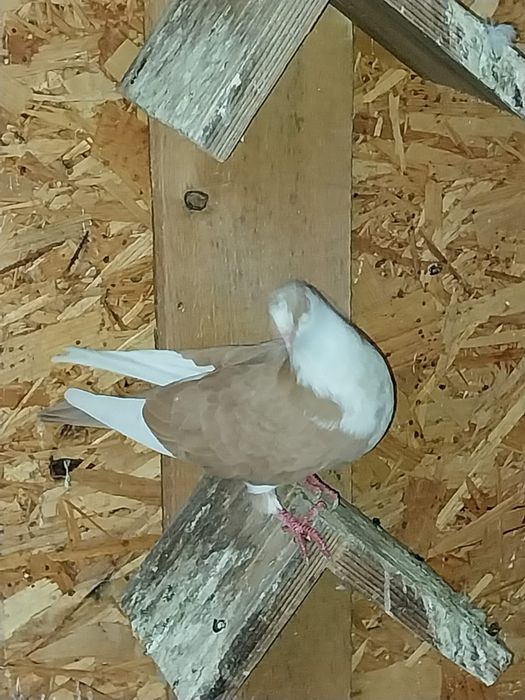 Jucători de galați