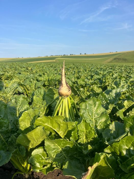 Vând tăieței sfecla de zahar