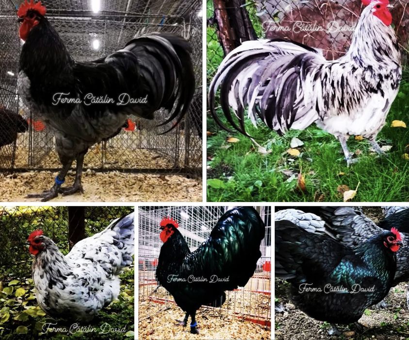 Oua incubat si pui Australorp Negru Albastru Splash
