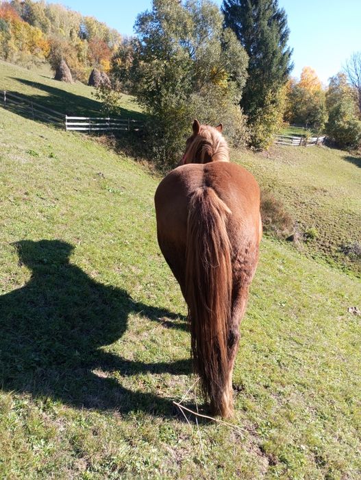 De vânzare două mînze