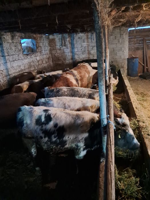 Vând 12 taurasi media 260kg