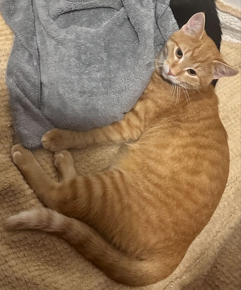 Джинджифилово коте момче, моля, прочетете описанието