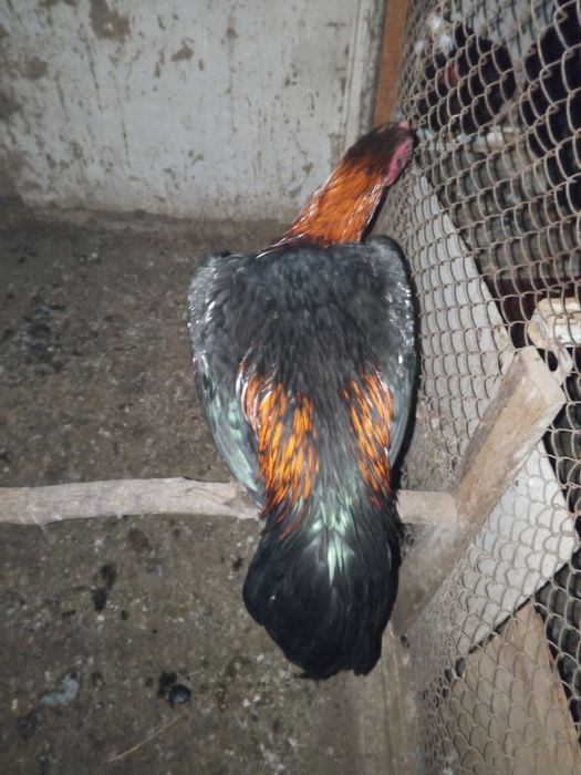 Shu xoroz sotiladi oladiganla telefon qilorila