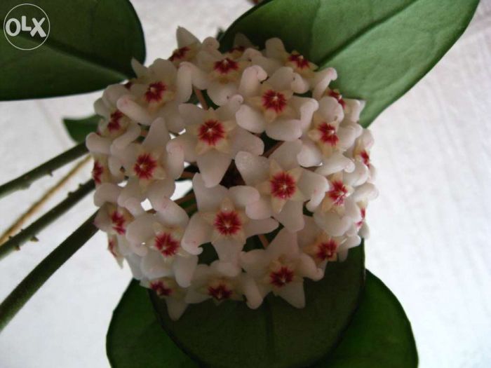 HOYA CARNOSA (floarea de ceara) , Adenium (Trandafirul desertului )