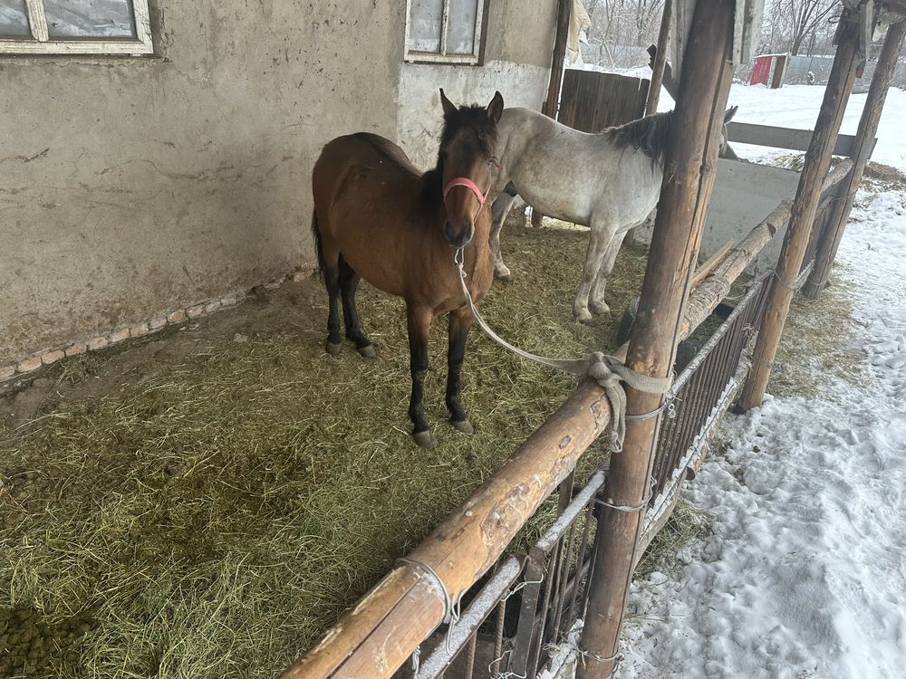 Лошади конь сельское хощяйство