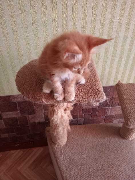 Продаются  котята М-Кун