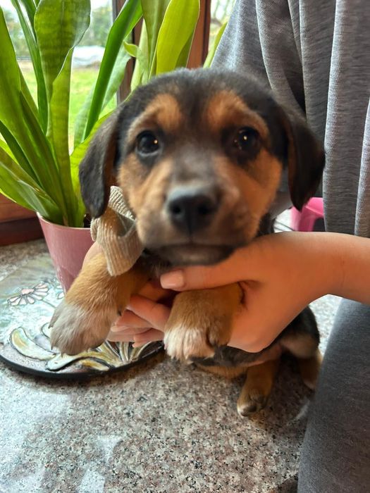 Cățeluși simpatici