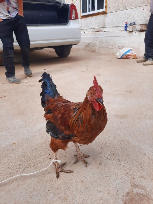 Хонаки хурозлар сотилади