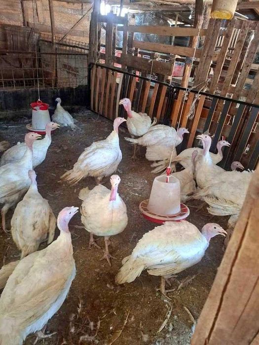 CURCI crescute la curte