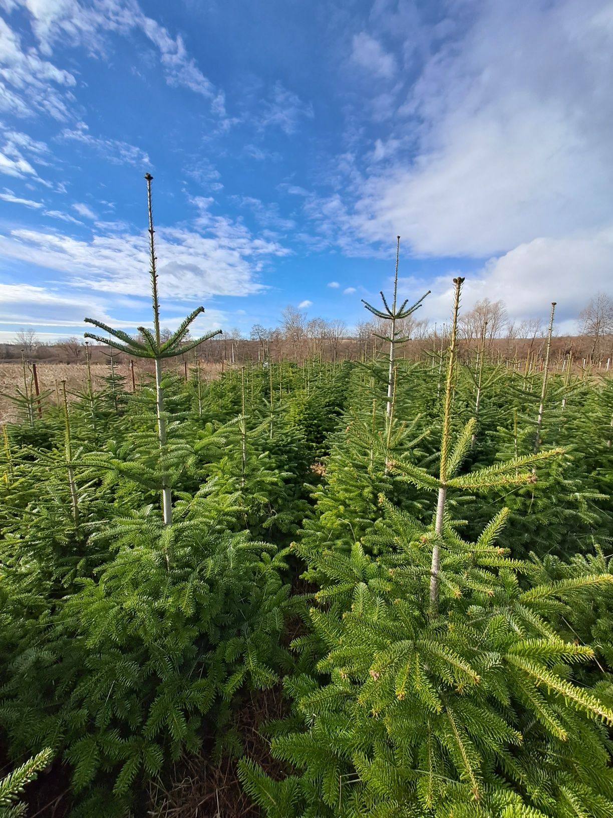 Brazi   nunta, Craciun, plantare      ABIES Nordmanniana