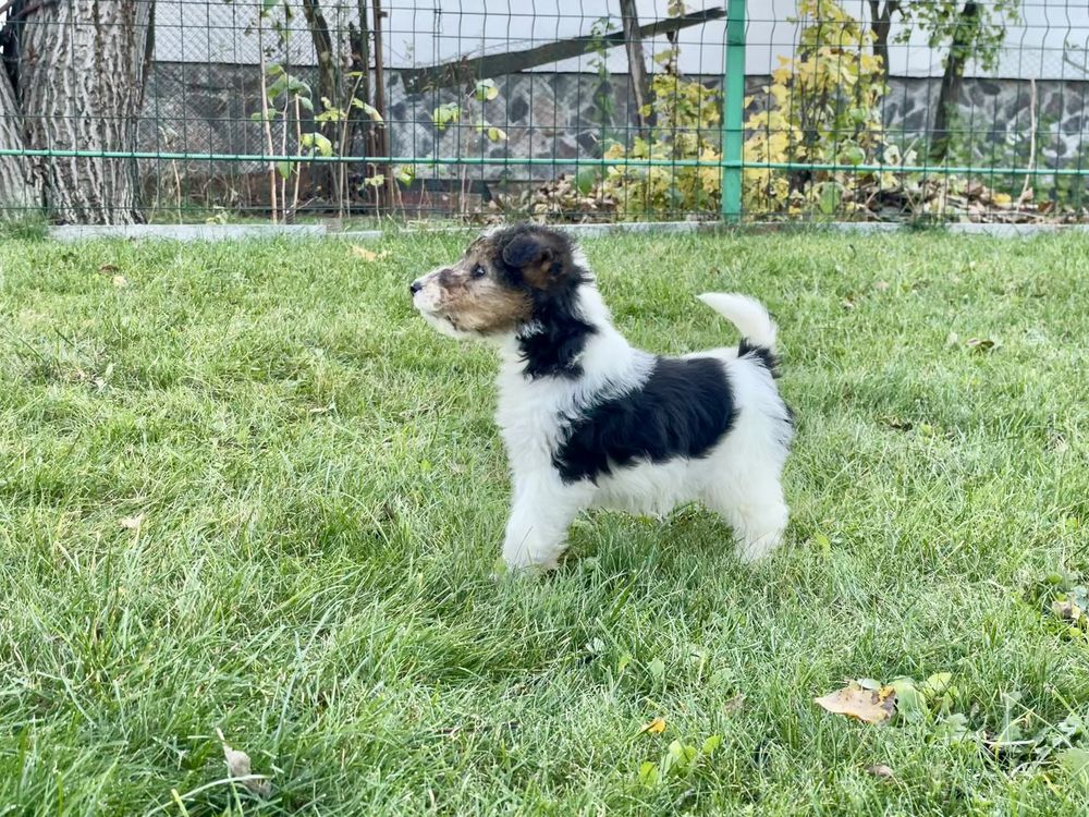 Fox Terrier Sarmos